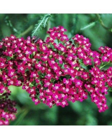 Achillea millefolium 'Red Beauty' - Achillée millefolium (James St. John / flickr.com)