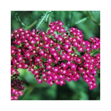 Achillea millefolium 'Red Beauty' - Achillée millefolium (James St. John / flickr.com)