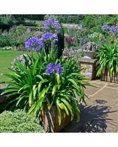 Agapanthe 'Navy Blue' (Garden Guru / Adobe Stock)