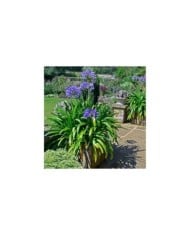 Agapanthe 'Navy Blue' (Garden Guru / Adobe Stock)