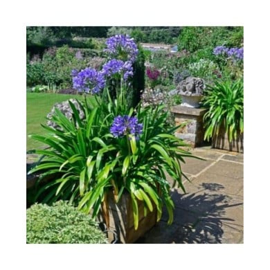 Agapanthe 'Navy Blue' (Garden Guru / Adobe Stock)
