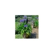 Agapanthe 'Navy Blue' (Garden Guru / Adobe Stock)