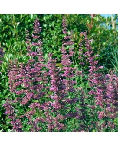 Agastache barberi 'Tutti Frutti' (HVPM dev / Adobe Stock)
