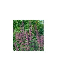 Agastache barberi 'Tutti Frutti' (HVPM dev / Adobe Stock)