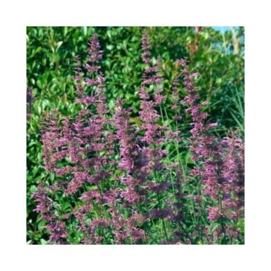 Agastache barberi 'Tutti Frutti' (HVPM dev / Adobe Stock)