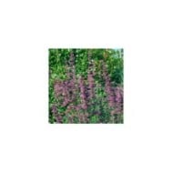 Agastache barberi 'Tutti Frutti' (HVPM dev / Adobe Stock)