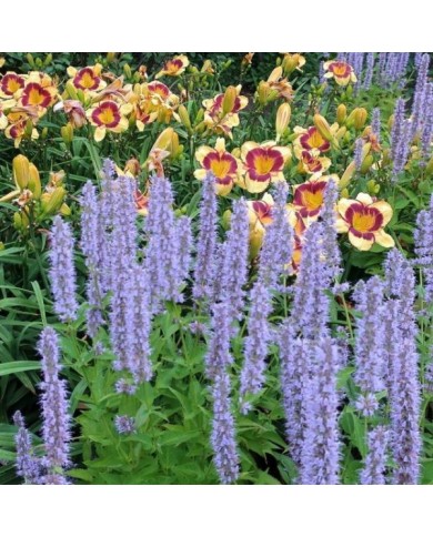 Agastache 'Blue Fortune' (cultivar413 / wikimedia.org)