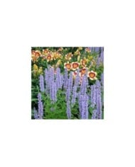 Agastache 'Blue Fortune' (cultivar413 / wikimedia.org)