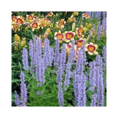 Agastache 'Blue Fortune' (cultivar413 / wikimedia.org)