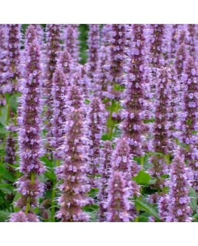 Agastache 'Blue Fortune' (yewchan / flickr.com)