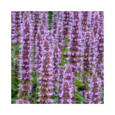 Agastache 'Blue Fortune' (yewchan / flickr.com)