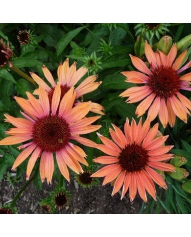 Echinacea purpurea 'Sundown' - Rudbeckia pourpre ( F. D. Richards / flickr.com)