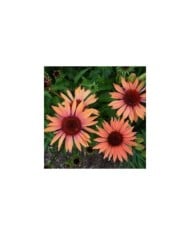 Echinacea purpurea 'Sundown' - Rudbeckia pourpre ( F. D. Richards / flickr.com)