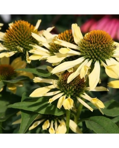Echinacea 'Sunrise' (David J. Stang / wikimedia.org)