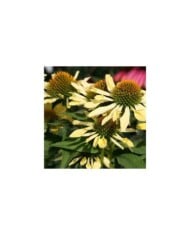 Echinacea 'Sunrise' (David J. Stang / wikimedia.org)