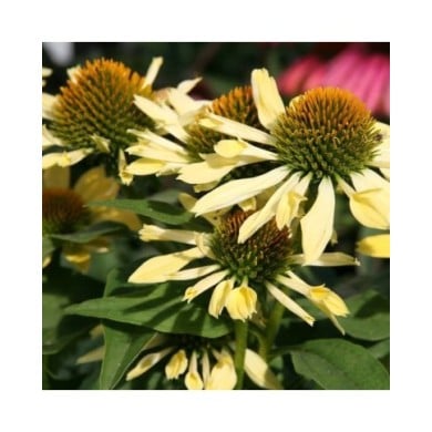 Echinacea 'Sunrise' (David J. Stang / wikimedia.org)