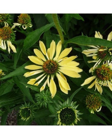 Echinacea 'Sunrise' ( F. D. Richards / flickr.com)