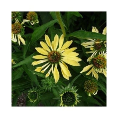 Echinacea 'Sunrise' ( F. D. Richards / flickr.com)