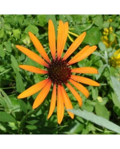 Echinacea 'Tiki Torch' (Aaron Carlson / flickr.com)