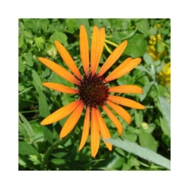 Echinacea 'Tiki Torch' (Aaron Carlson / flickr.com)