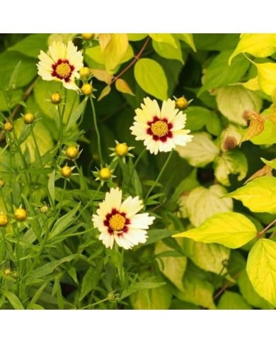 Coreopsis 'Redshift' (F. D. Richards / flickr.com)