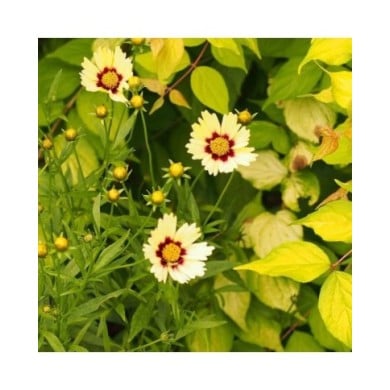 Coreopsis 'Redshift' (F. D. Richards / flickr.com)