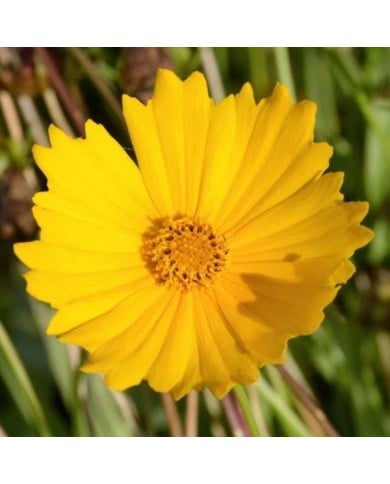 Coreopsis grandiflora 'Mayfield Giant' (JAG IMAGES / Adobe Stock)