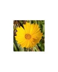 Coreopsis grandiflora 'Mayfield Giant' (JAG IMAGES / Adobe Stock)