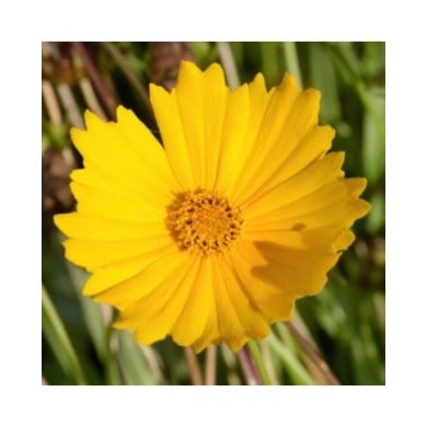 Coreopsis grandiflora 'Mayfield Giant' (JAG IMAGES / Adobe Stock)