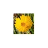Coreopsis grandiflora 'Mayfield Giant' (JAG IMAGES / Adobe Stock)