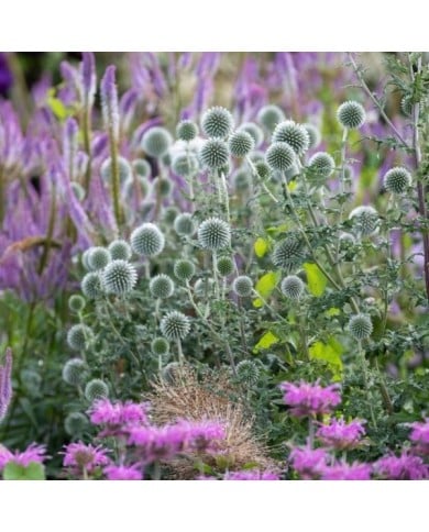 Echinops bannaticus 'Star Frost' (Lois GoBe / Adobe Stock)