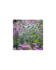 Echinops bannaticus 'Star Frost' (Lois GoBe / Adobe Stock)