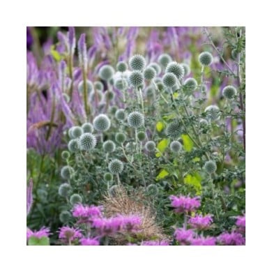 Echinops bannaticus 'Star Frost' (Lois GoBe / Adobe Stock)