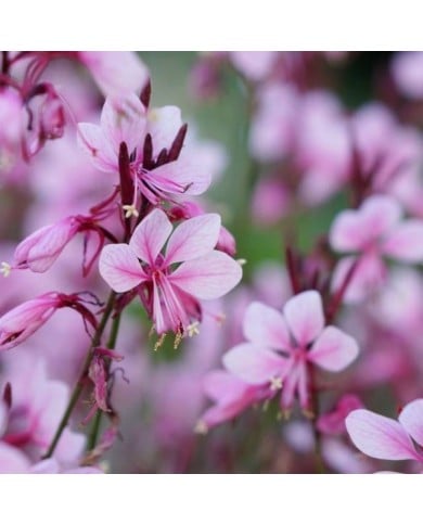 Gaura lindheimeri 'Baby Butterfly Dark Pink' (Globe Planter)
