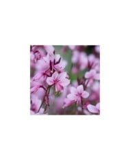 Gaura lindheimeri 'Baby Butterfly Dark Pink' (Globe Planter)