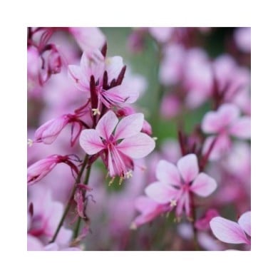 Gaura lindheimeri 'Baby Butterfly Dark Pink' (Globe Planter)