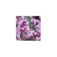 Gaura lindheimeri 'Baby Butterfly Dark Pink' (Globe Planter)