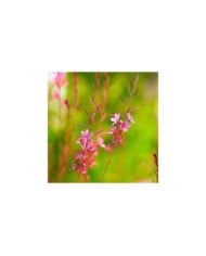Gaura lindheimeri 'Siskiyou Pink' (George E. Koronaios / flickr)