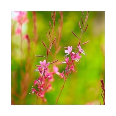 Gaura lindheimeri 'Siskiyou Pink' (George E. Koronaios / flickr)