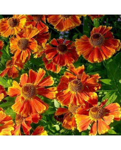 Helenium 'Waltraut' (Jonathan Billinger / wikimedia.org)