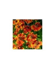 Helenium 'Waltraut' (Jonathan Billinger / wikimedia.org)