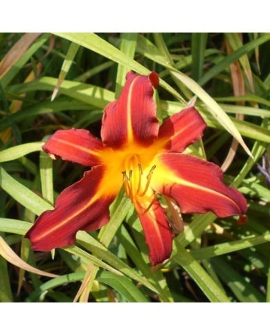 Hemerocallis 'Autumn Red' (Salicyna / wikimedia.org)