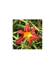 Hemerocallis 'Autumn Red' (Salicyna / wikimedia.org)