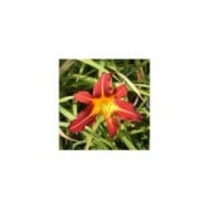 Hemerocallis 'Autumn Red' (Salicyna / wikimedia.org)