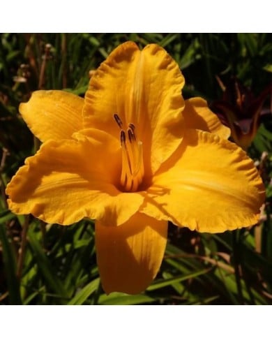 Hemerocallis 'By Myself' (Salicyna / wikimedia.org)