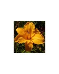 Hemerocallis 'By Myself' (Salicyna / wikimedia.org)