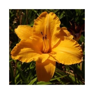 Hemerocallis 'By Myself' (Salicyna / wikimedia.org)