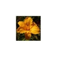 Hemerocallis 'By Myself' (Salicyna / wikimedia.org)