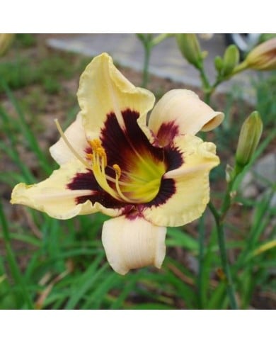 Hemerocallis 'Moonlit Masquerade' (LuckyRiga / Adobe Stock)