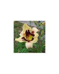 Hemerocallis 'Moonlit Masquerade' (LuckyRiga / Adobe Stock)